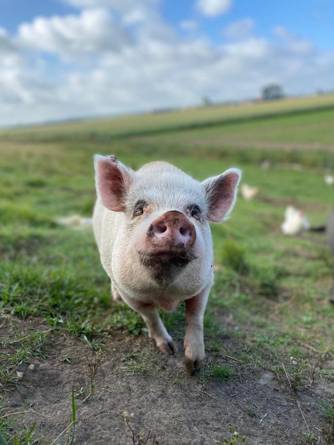 “In Oans Oefje” Parel In De Polder! Lejlighed Lewedorp Eksteriør billede